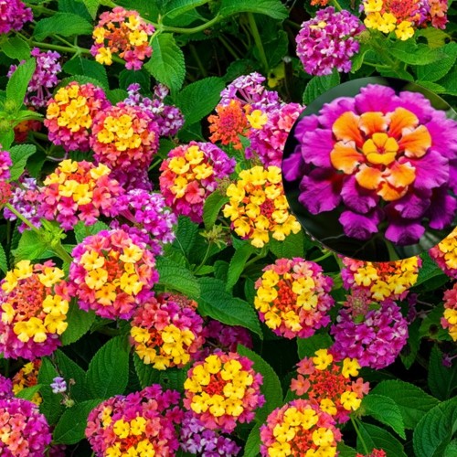 Lantana 'Trinidad Rose' - Lantaan 'Trinidad Rose'  